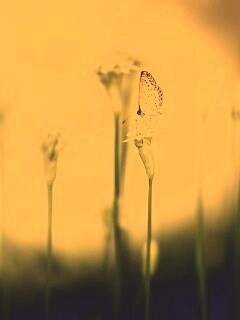 Бабочка на цветке обои