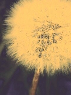 Одуванчик обои