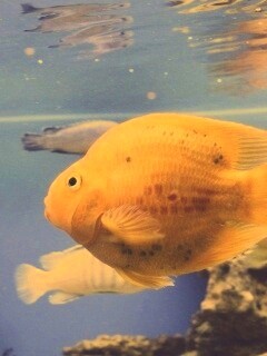 Жёлтая рыбка обои