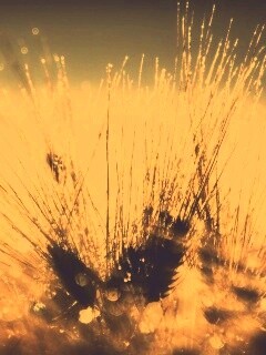 Трава на солнце обои