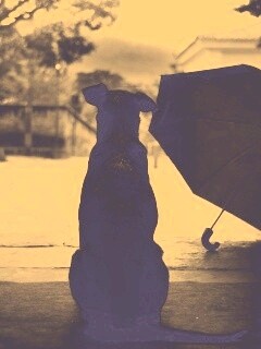 Собака и зонтик обои