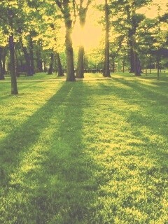 Лучи солнца сквозь листву деревьев обои