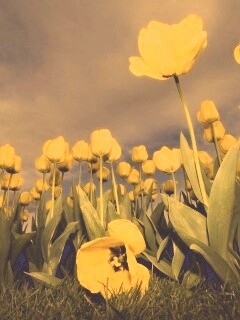 Жёлтые тюльпаны обои