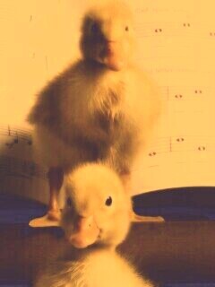 Музыкальные утята обои