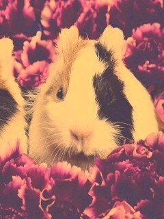 Морские свинки в гвоздиках обои