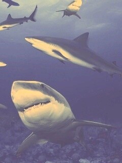 Стая акул обои