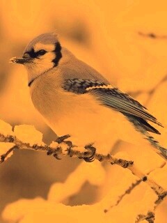 Маленькая синяя птичка обои