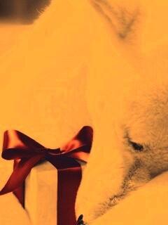 Белый мишка с подарком обои