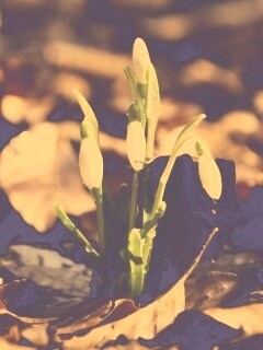 Первые весенние цветы обои