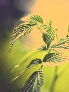 Листья малины обои