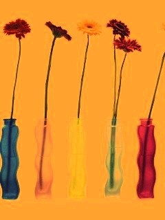 Герберы в изогнутых вазах обои