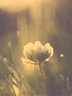 Белый клевер обои