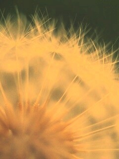 Макро фото одуванчика обои