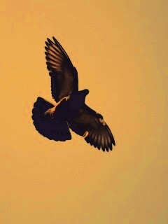 Голубь в полёте обои