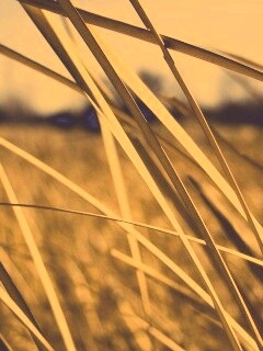 Желтая трава обои