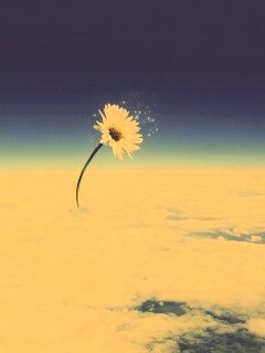 Ромашка в стратосфере обои