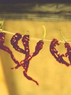 Перчики чили обои