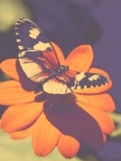 Бабочка на цветке обои