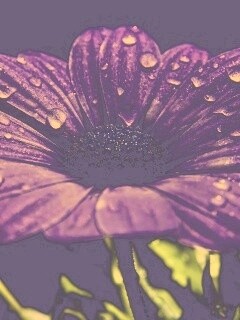 Мокрый от росы фиолетовый цветок обои