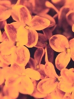 Цветы сирени обои