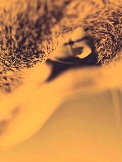 Макро фото мордашки кота обои