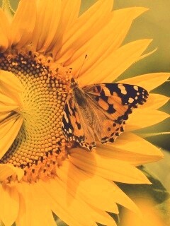Бабочка на подсолнухе обои