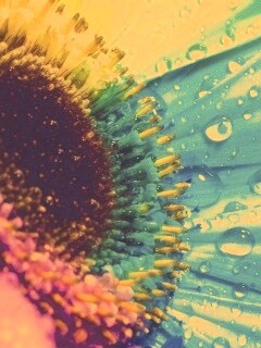 Цветик семицветик обои