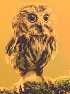 Забавный совёнок обои