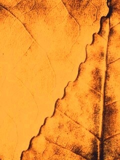 Текстура желтых увядших листьев обои