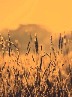 Поле пшеницы обои