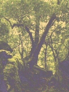 Чаща мшистого леса обои