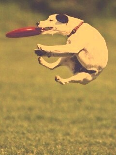 Ловкач обои