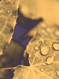 Капельки росы на листьях обои