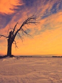 Сломанное дерево в снежной тундре обои