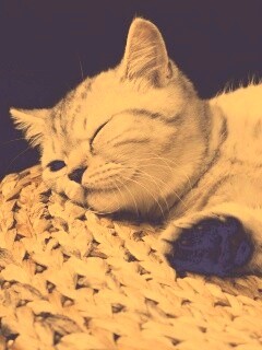 Пушистый кот спит на корзине обои