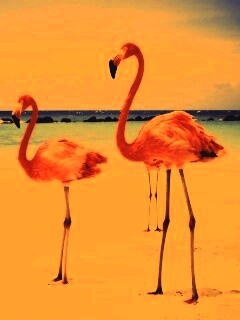 Розовые фламинго на пляже обои