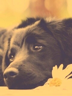 Собака с ромашкой обои