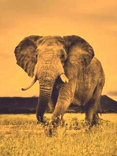 Слон на прогулке обои