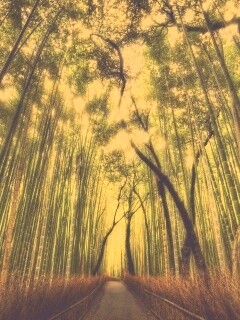 Дорога в тростниковых зарослях обои