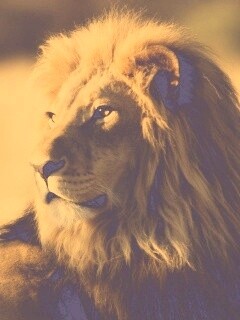 Царь зверей обои