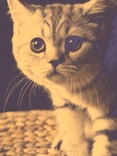 Лупоглазый котенок обои