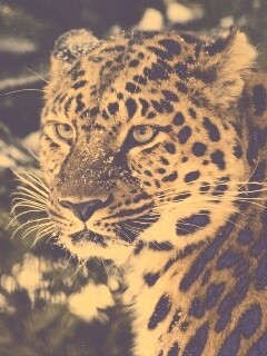 Леопард у заснеженной ели обои