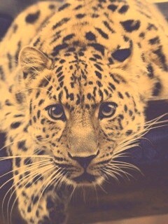 Леопард в зоопарке обои