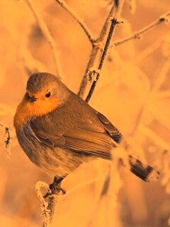 Птичка на ветке обои