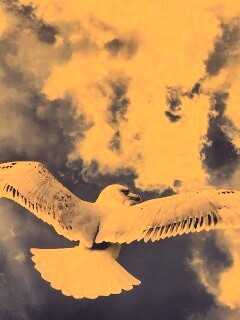 Гордая птица в полете обои