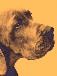 Грустная собака обои