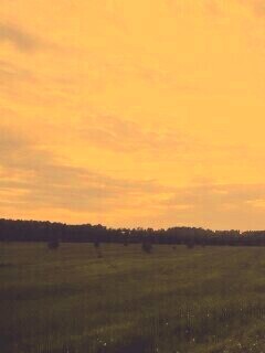 Дорога к лесу обои