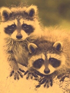 Полосатики обои