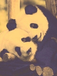 Панды обои