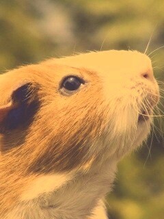 Морская свинка - романтик обои